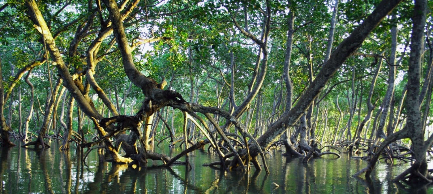 Cinco bosques azules cruciales para la vida en la Tierra Unsplash/Timothy K