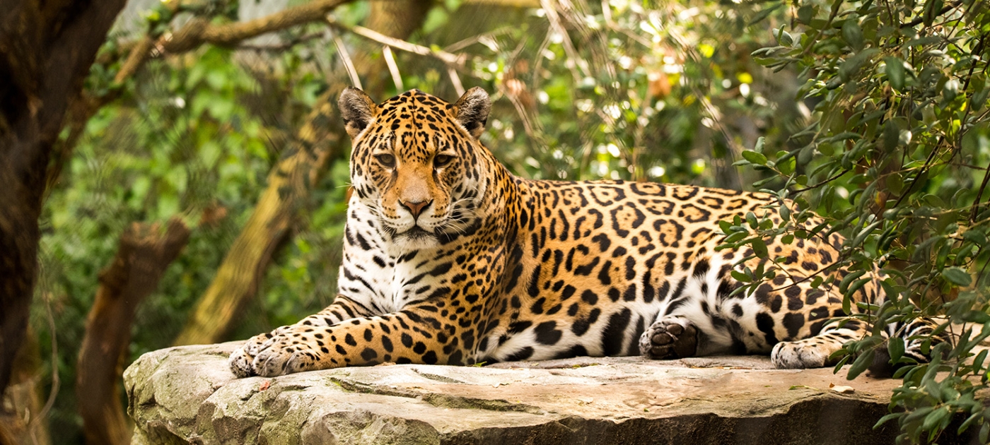 Un ganadero lidera el camino para resolver el conflicto entre humanos y jaguares en Panamá Photo by Unsplash/ Ramon Vloon
