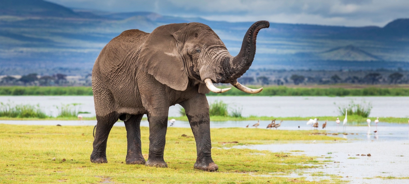 In Kenya, customs officers target environmentally sensitive commodities UNEP / Stephanie Foote
