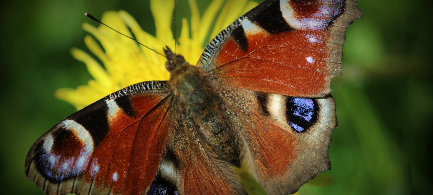The time to unlock financing for biodiversity protection is now Photo by Unsplash/ Anne Nygard
