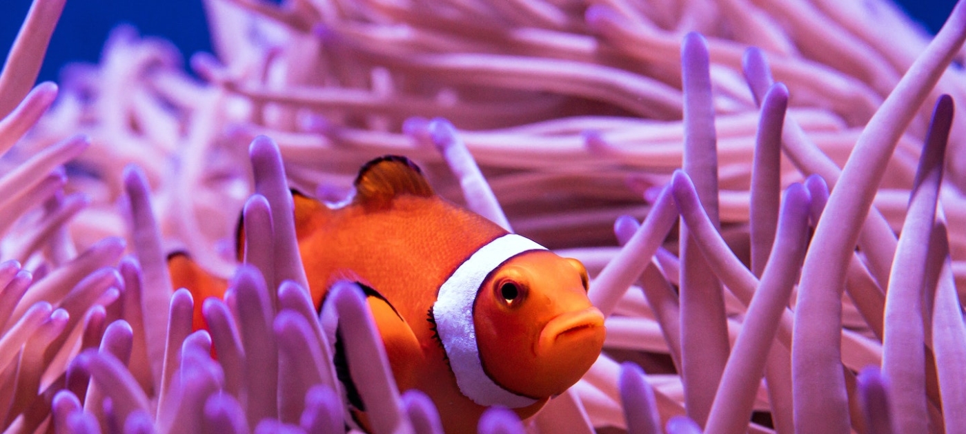 7 conservation projects win grants for underwater innovation Unsplash / David Close