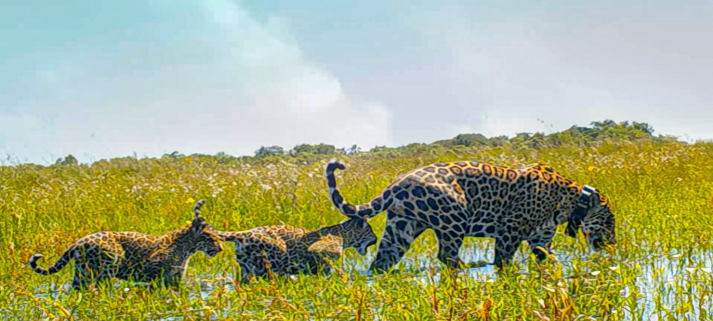 Rewilding jaguars to restore nature in the Americas Photo: Tompkins Conservation