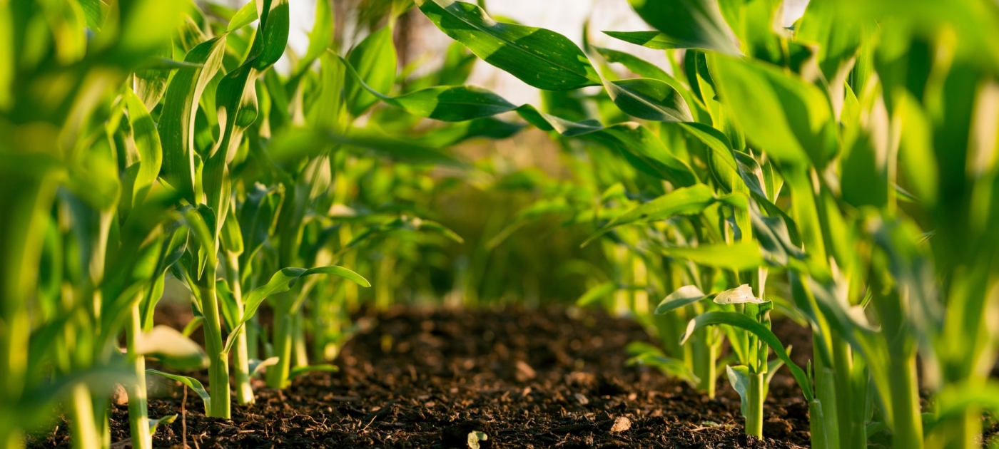 Agropecuária sustentável: PNUMA e MAPA discutem primeira etapa da implementação do projeto TEEB Agricultura & Alimentos no Brasil Unsplash/ Steven Weeks
