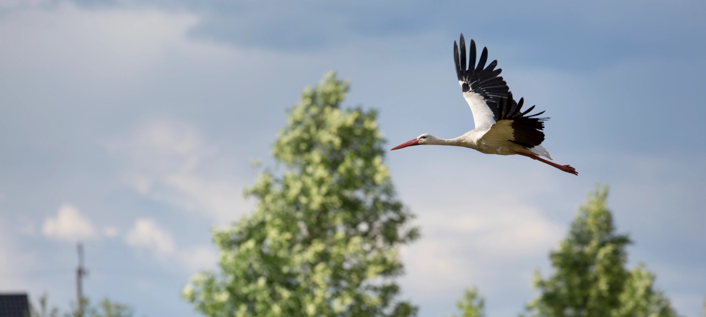 Why we need to protect endangered waterbirds UNEP/Stephanie Foote