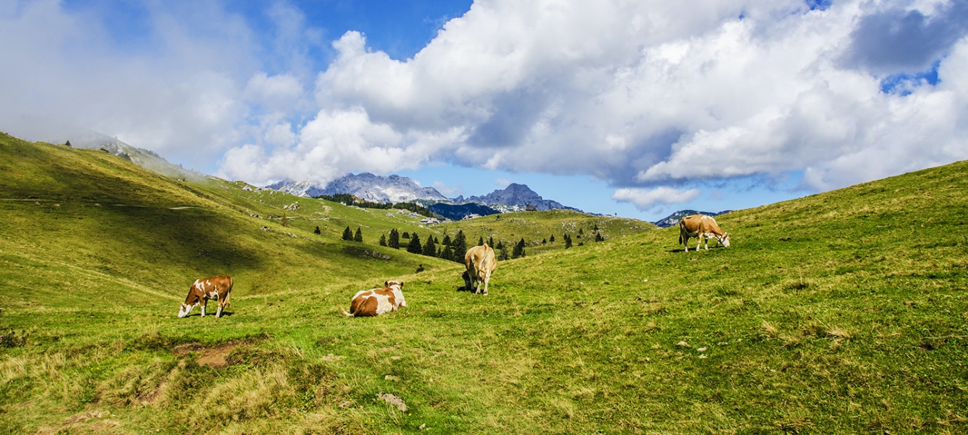 One Health on the global map Photo by Ales Krivec/ Unsplash