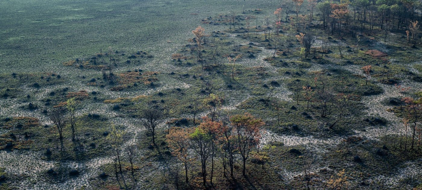 As forests fall, Zambians race to find alternatives to logging UNEP/Georgina Smith