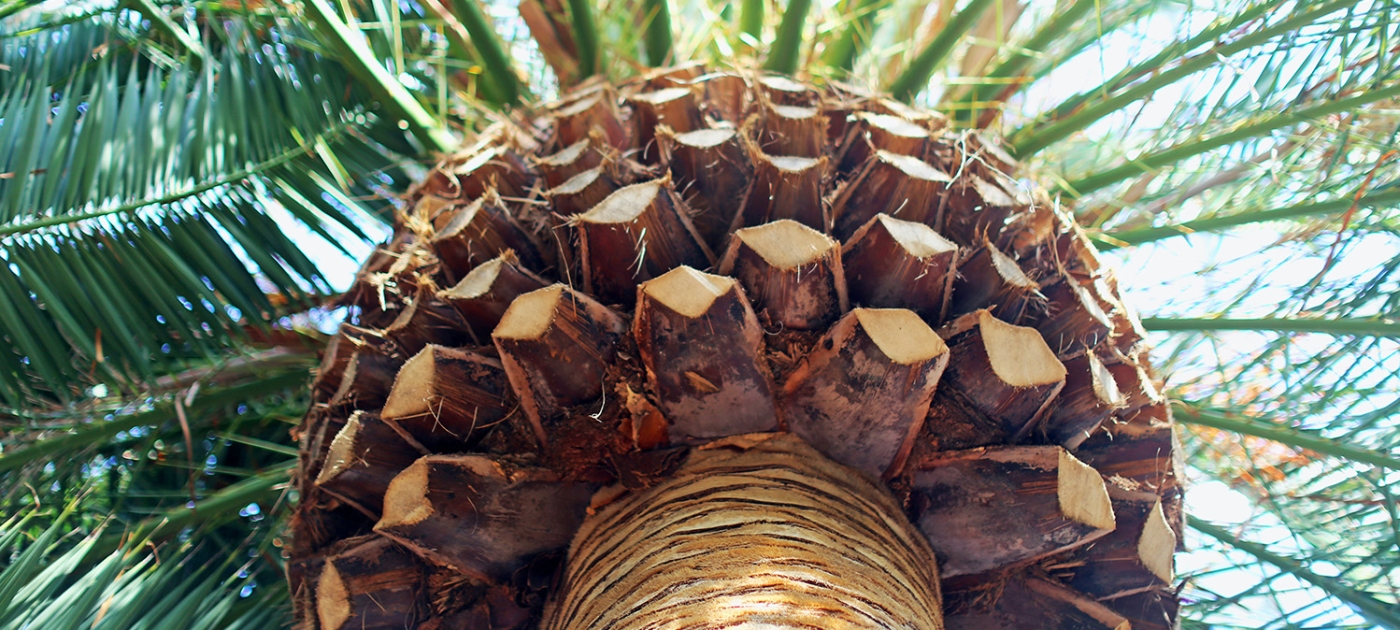 Nature is circular. Our economies should be too Photo by Susanne Feldt/ Unsplash