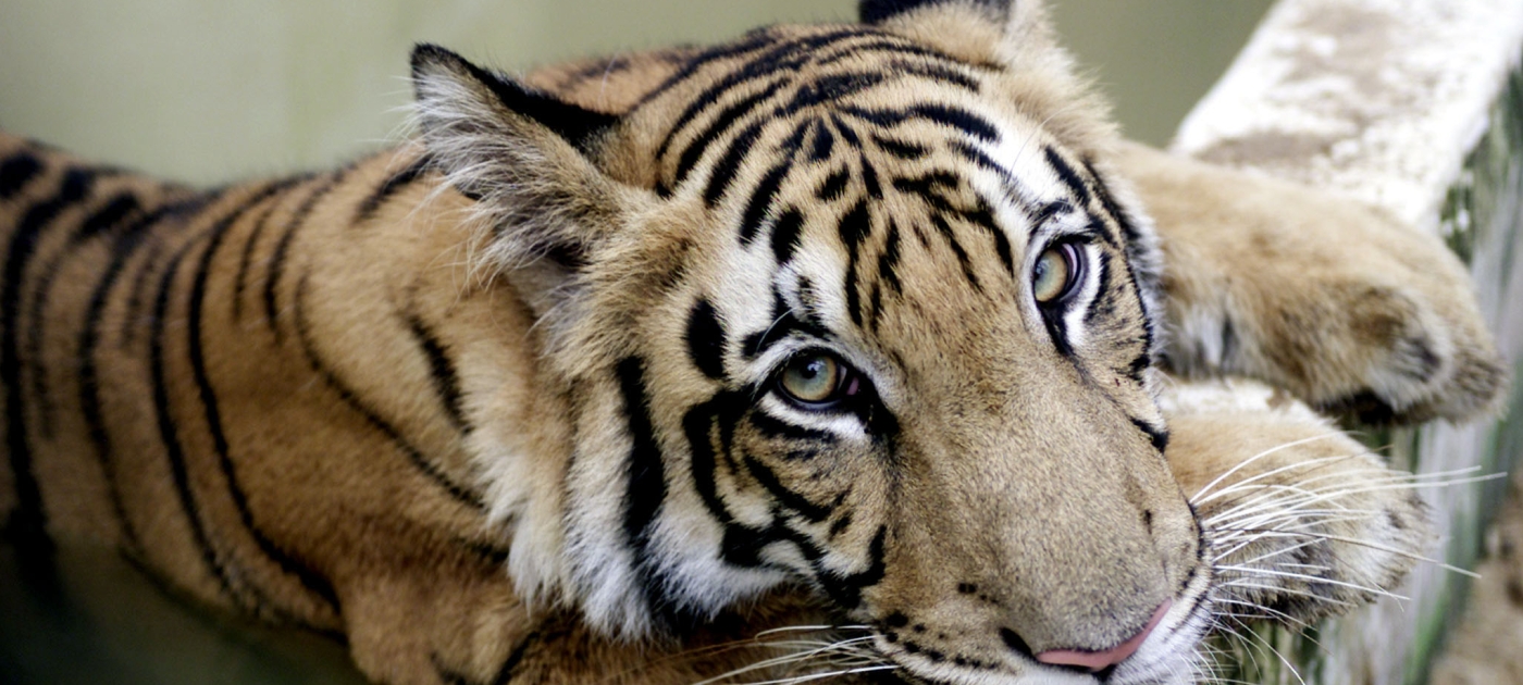 New initiative combats wildlife trafficking in India’s airports Photo: Reuters
