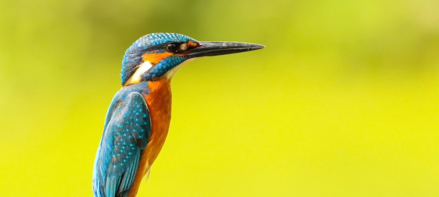 The UN Biodiversity Conference: the road to a bold new agreement for nature Unsplash/Boris Smokrovic
