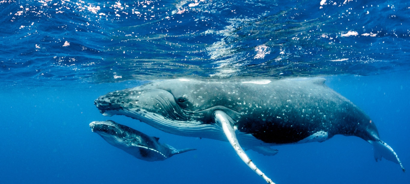 Are humans drowning out the sounds of the seas? Photo: Shutterstock
