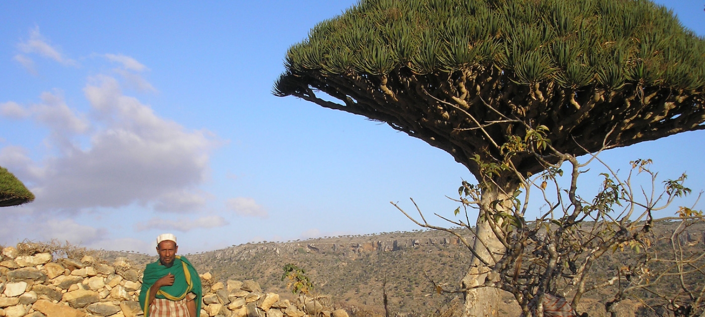 Yemen: protecting Socotra’s dwindling biodiversity Photo: Reuters/Alistair Lyon