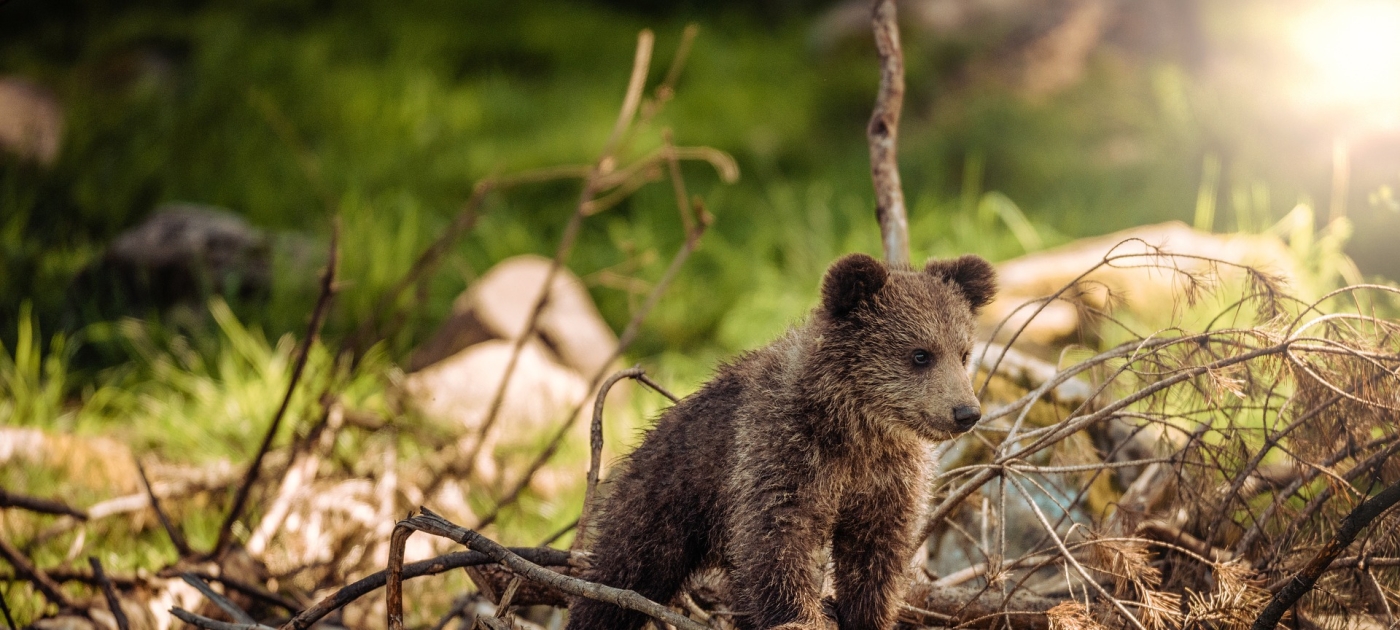 $43 million boost for developing countries' efforts to reverse species loss Pixabay