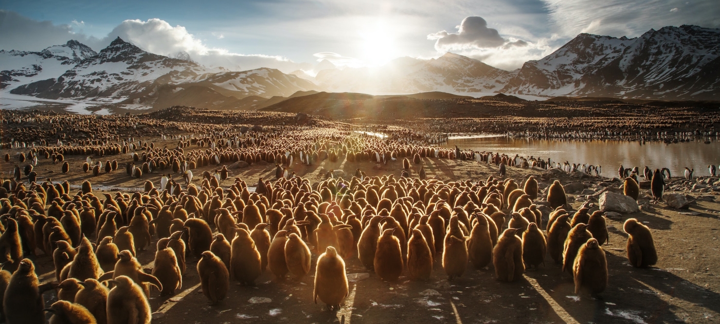 Here’s how five countries are reviving biodiversity Photo: Unsplash/Ian Parker