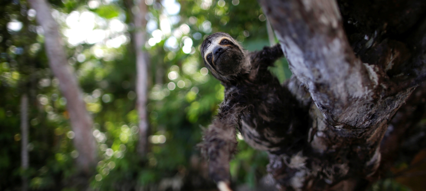 Esto es lo que ocurrirá si el mundo pierde sus bosques tropicales Photo: Reuters