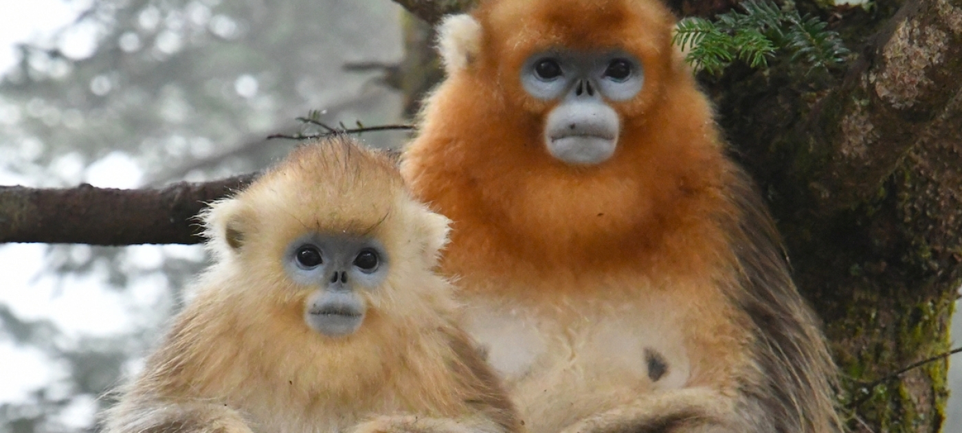In China, iconic national park is redefining conservation Photo: UNEP/Max Zieren