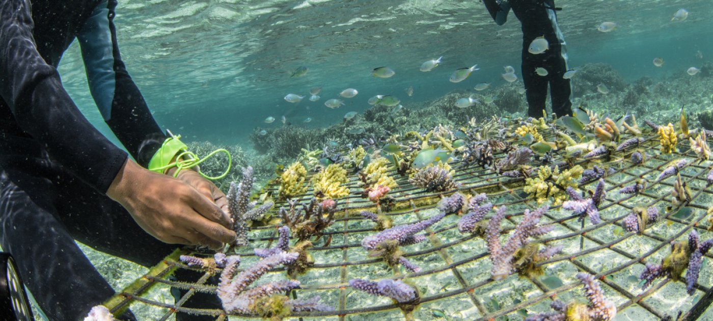 Inside the cross-border effort to protect Caribbean wildlife Photo: Ocean Image Bank/Martin Colognoli