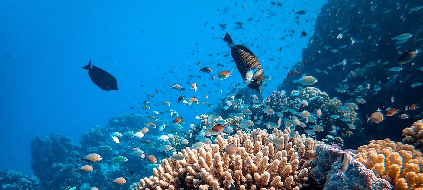This weekend: Five World Environment Day events that will help protect our planet Photo: Reuters/Satish Kumar