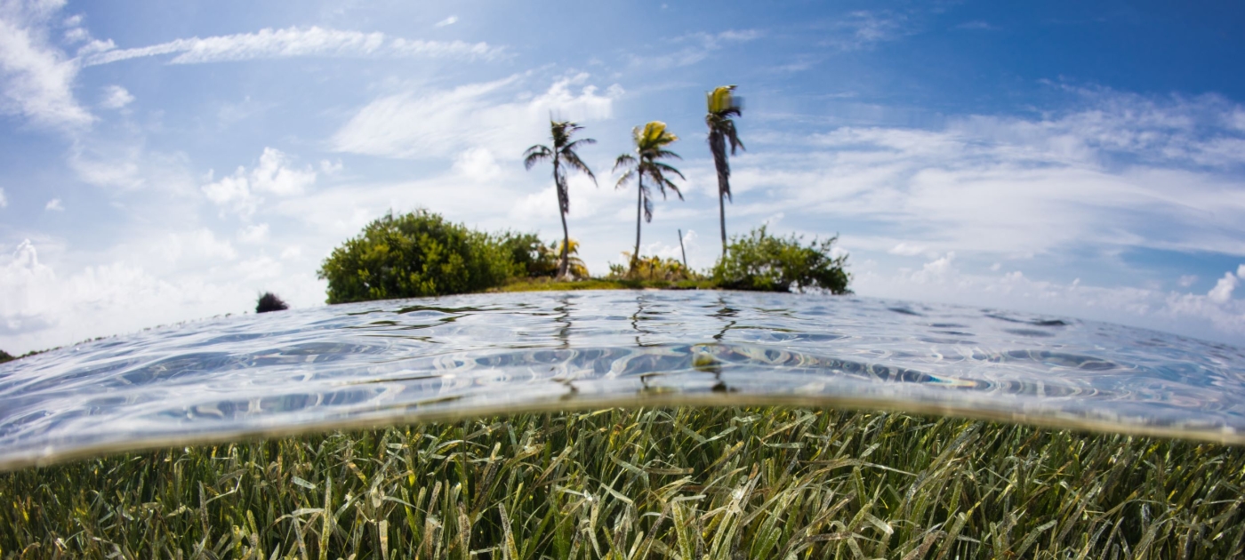 Как защита морских водорослей поможет спасти мировой океан? Photo: Shutterstock/Ethan Daniels