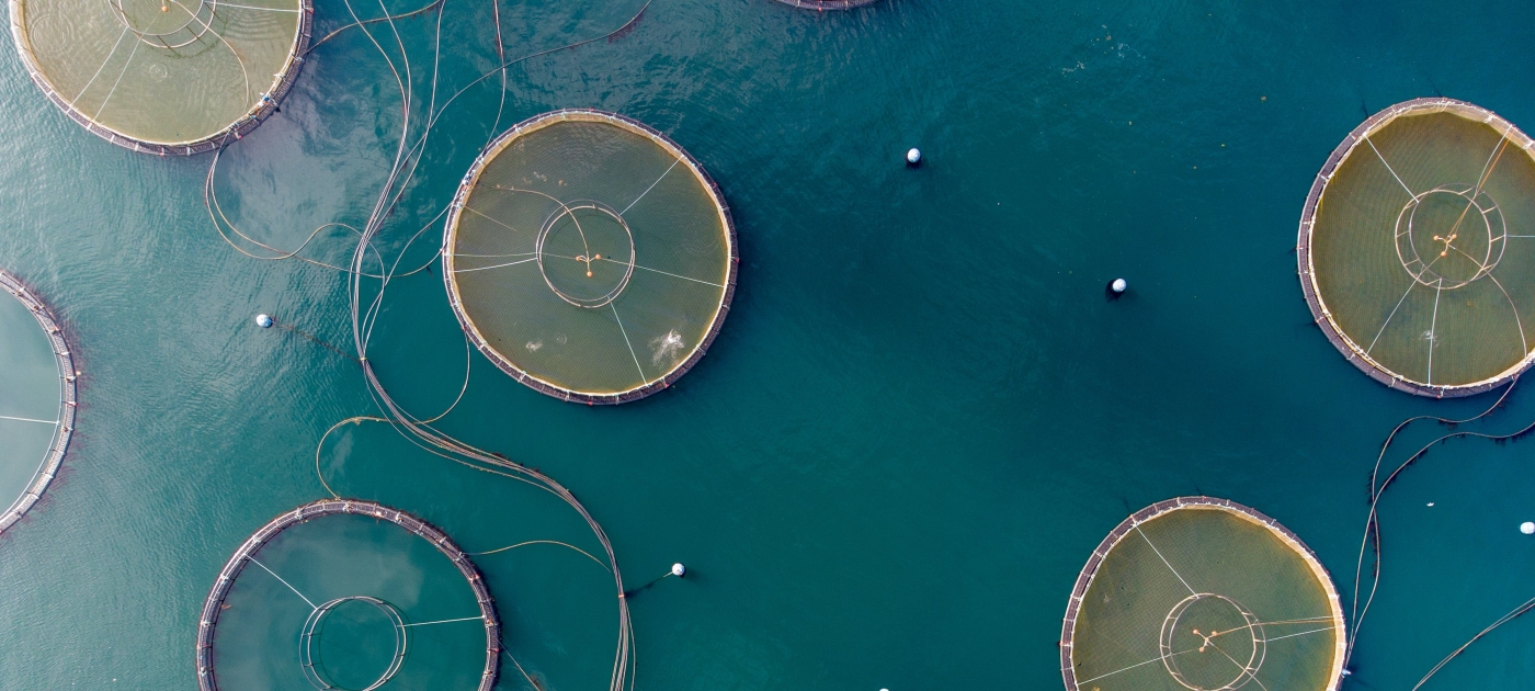 Fish farming goes green in Palau Photo by Bob Brewer/ Unsplash