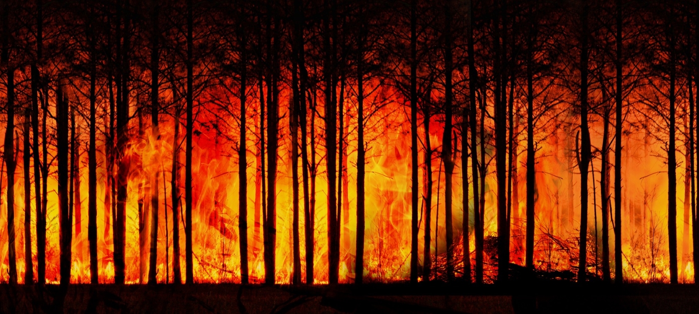 Statement by Inger Andersen on wildfires across Europe, North America and other parts of the world Wildfire