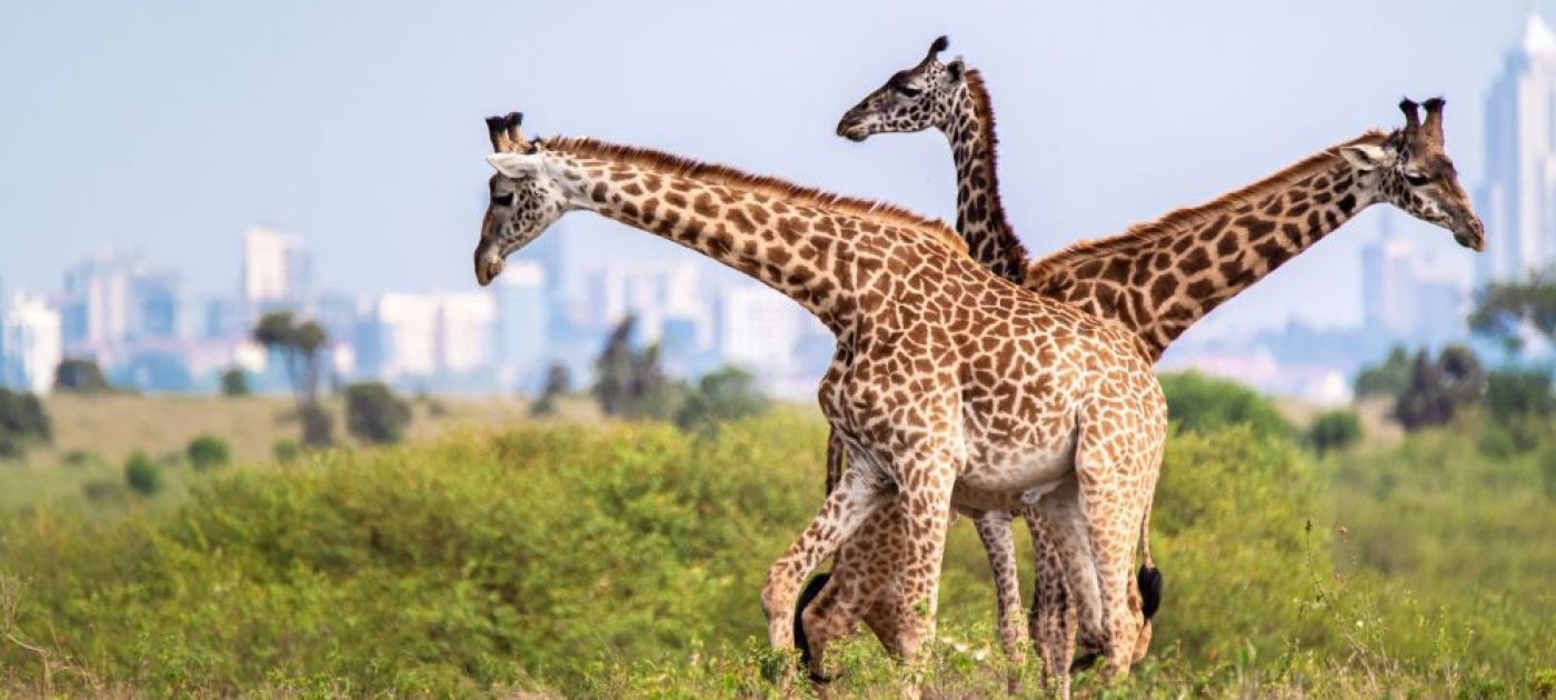 Unsustainable use of nature threatens billions Photo: Shutterstock/Karan Khalsa