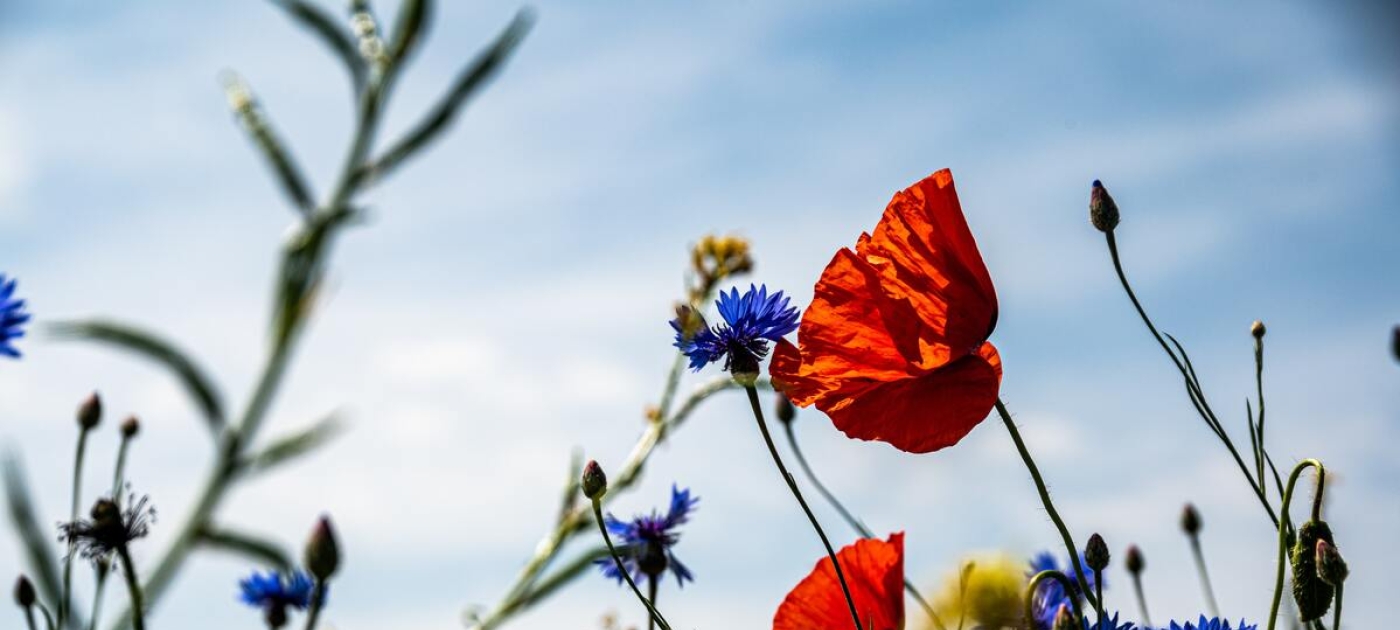 Science for biodiversity: The role of IPBES UNEP