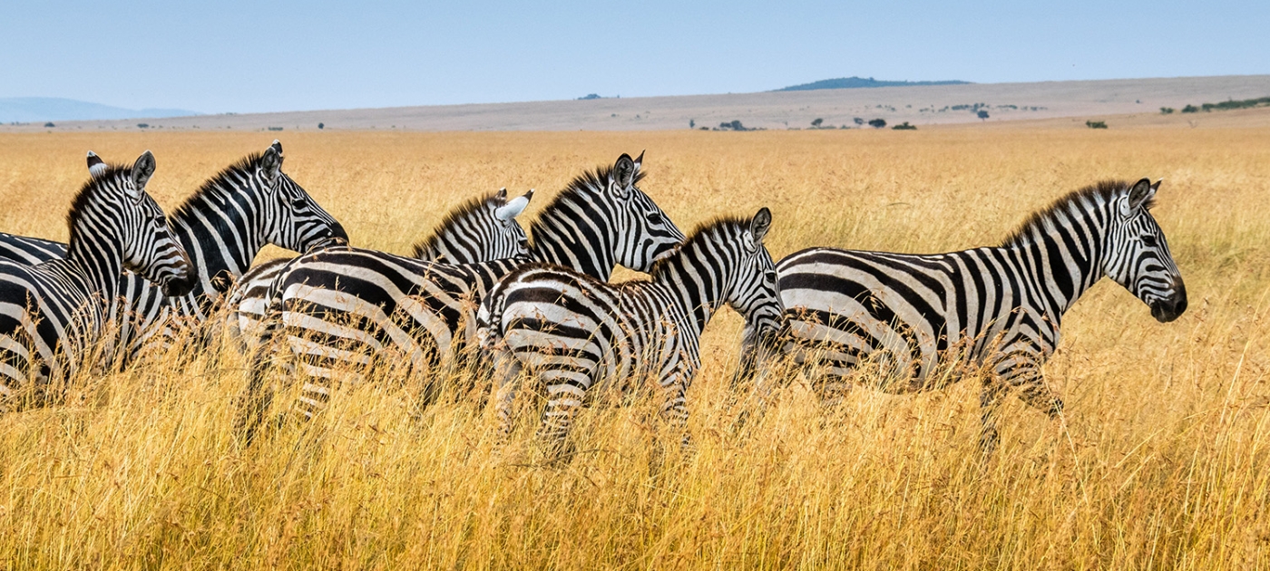 Getting protected areas right Photo by Sutirta Budiman/ Unsplash