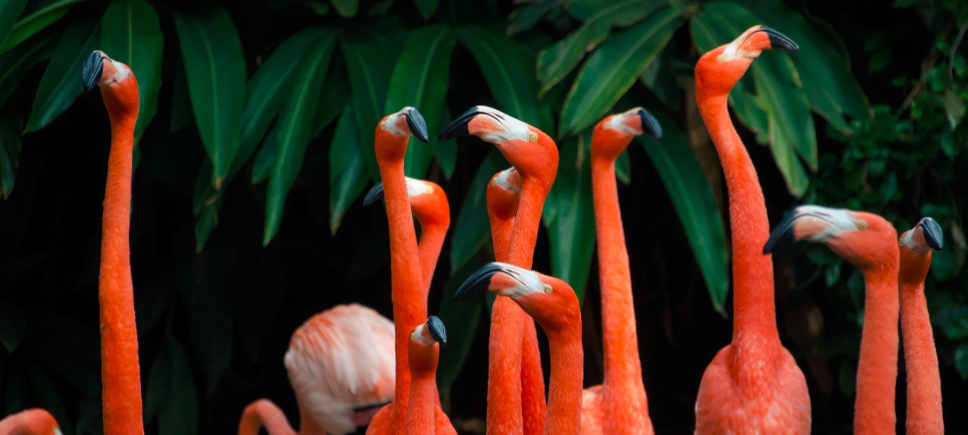 Towards a successful post-2020 global biodiversity framework Photo by Ganapathy Kumar/ Unsplash