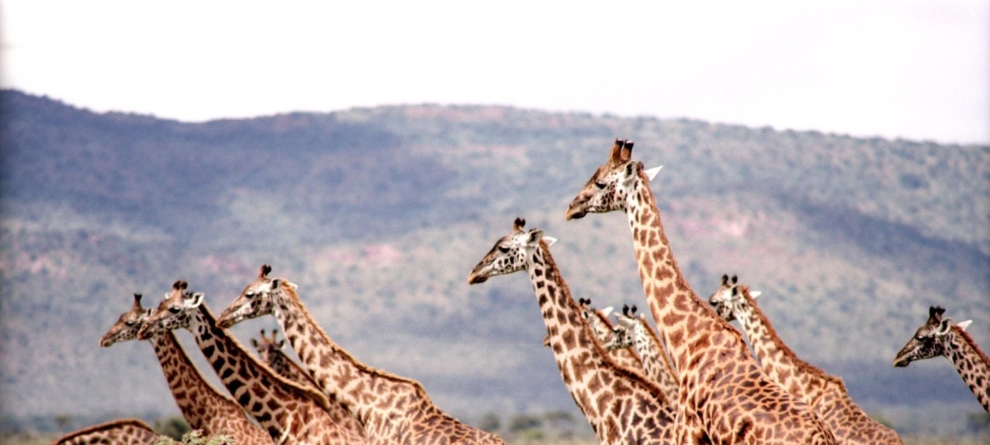 Wildlife Economy Summit to launch African-led vision for conservation mrslorettarsmith0/Pixabay