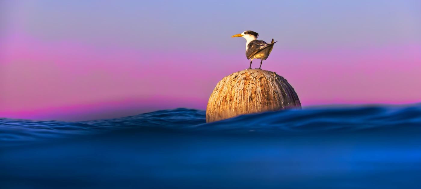 Flyway conservation to protect bird species Photo by Juan Chavez/ Unsplash