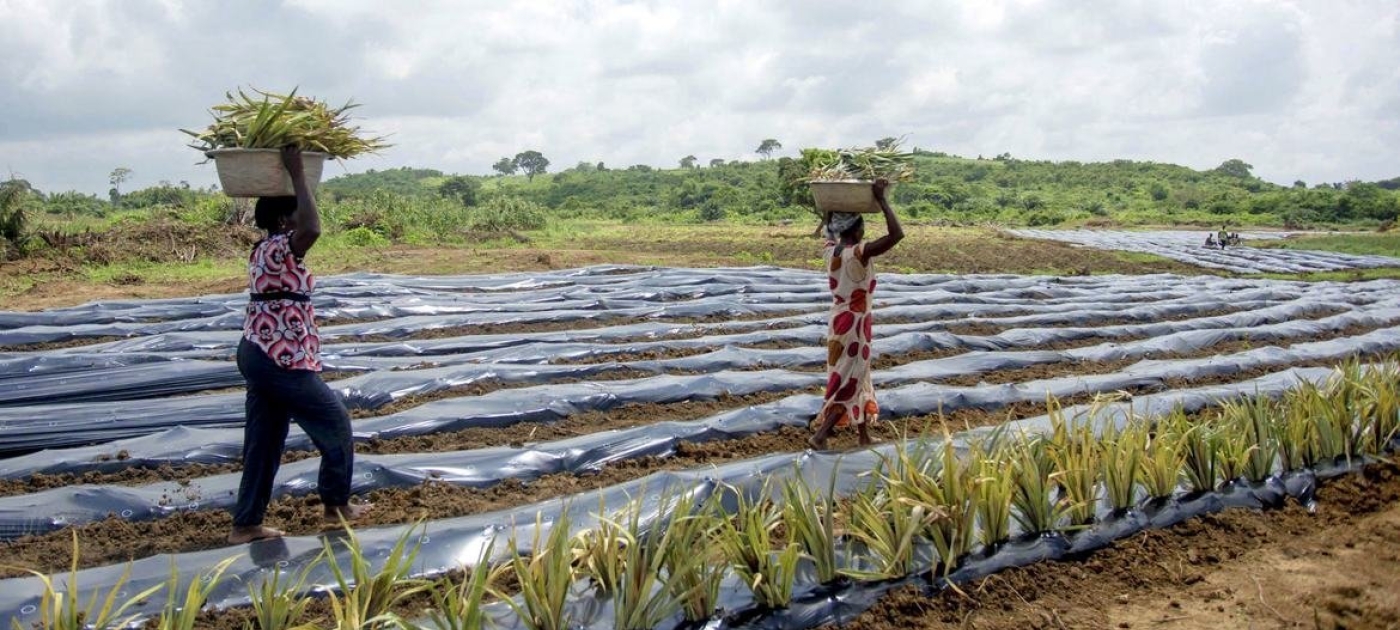 Plastic leaching into farmer’s fields at alarming rate: new report Photo: FAO/Cristina Aldehuela