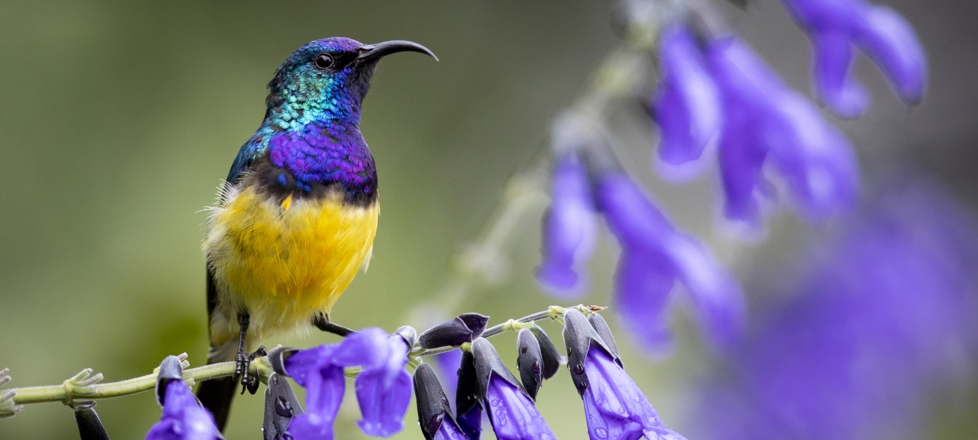A male variable sunbird (Cinnyris venustus) photographed in a garden in Kenya.