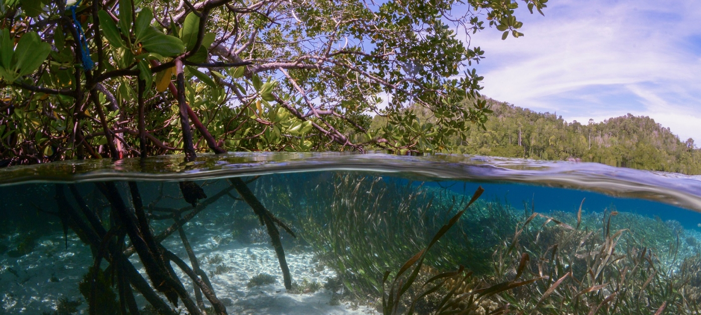 Why protecting the ocean and wetlands can help fight the climate crisis Photo by Getty Images/Damocean