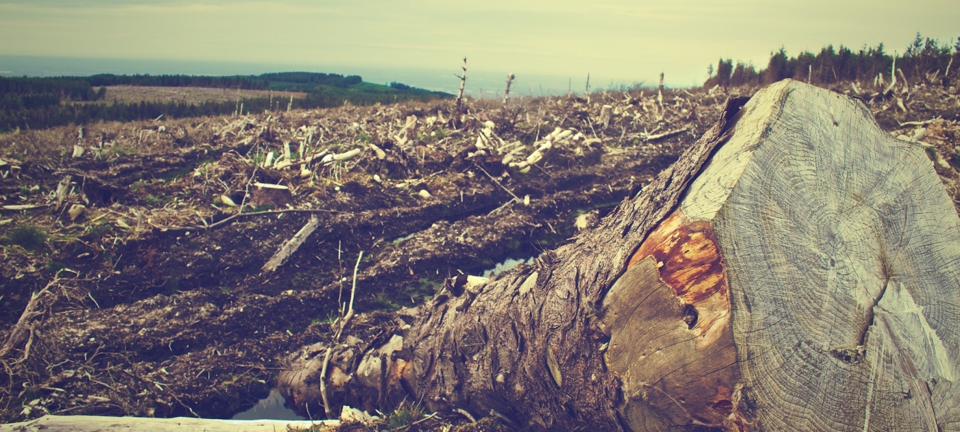 Commitments for forests are nowhere near what is needed to reach Paris Agreement ambition - UN report Pixabay