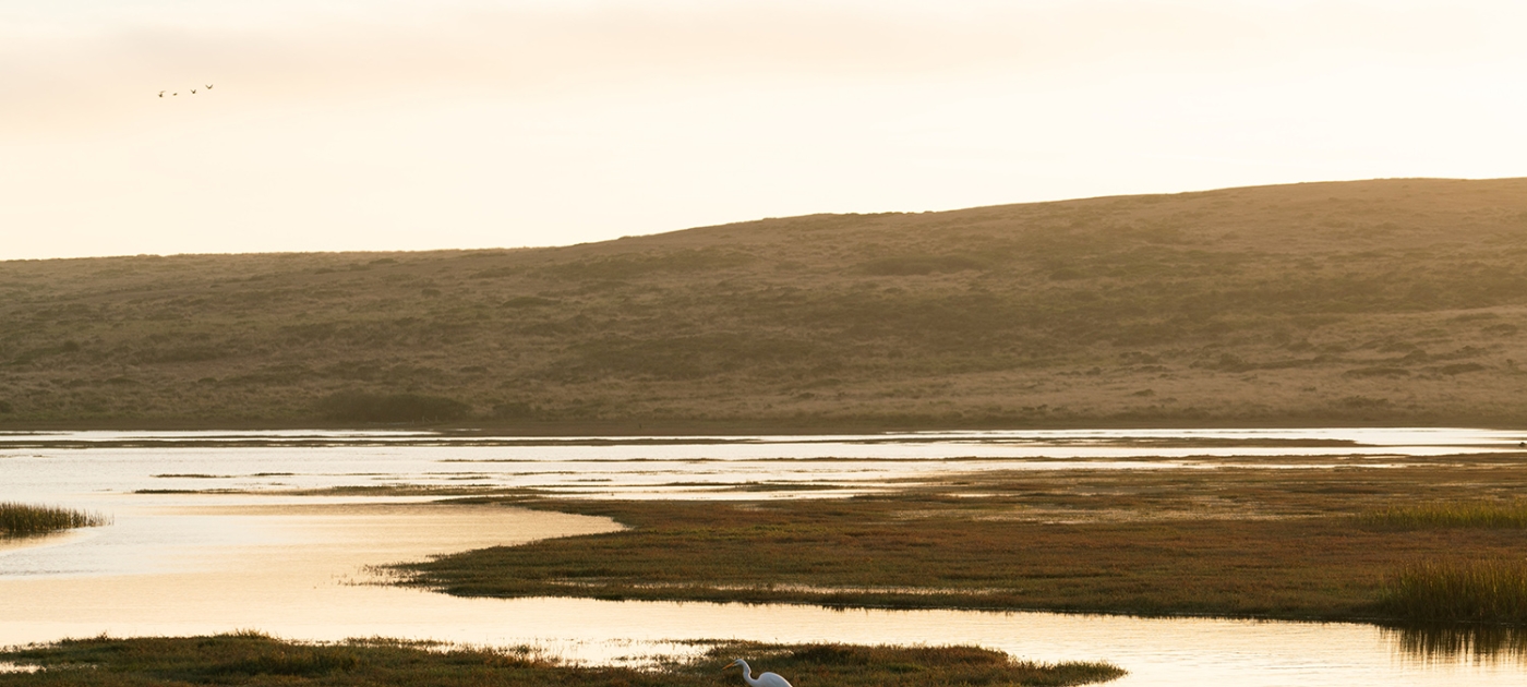Wetlands: An important tool to build resilience Photo by Mason Field/Unsplash