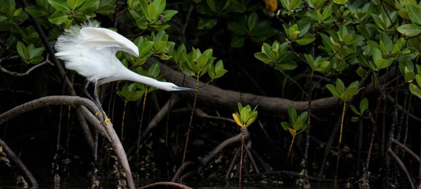 COP15 ends with landmark biodiversity agreement Photo by UNEP/ Stephanie Foote