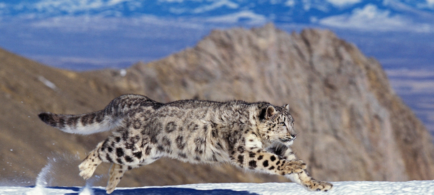 Fragile mountain ecosystems on the mend around the world Credit: Getty/Slomotiongli