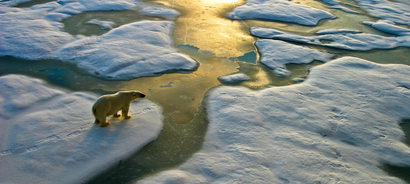 COP15: Biodiversity is the web of life that connects us all Getty Images