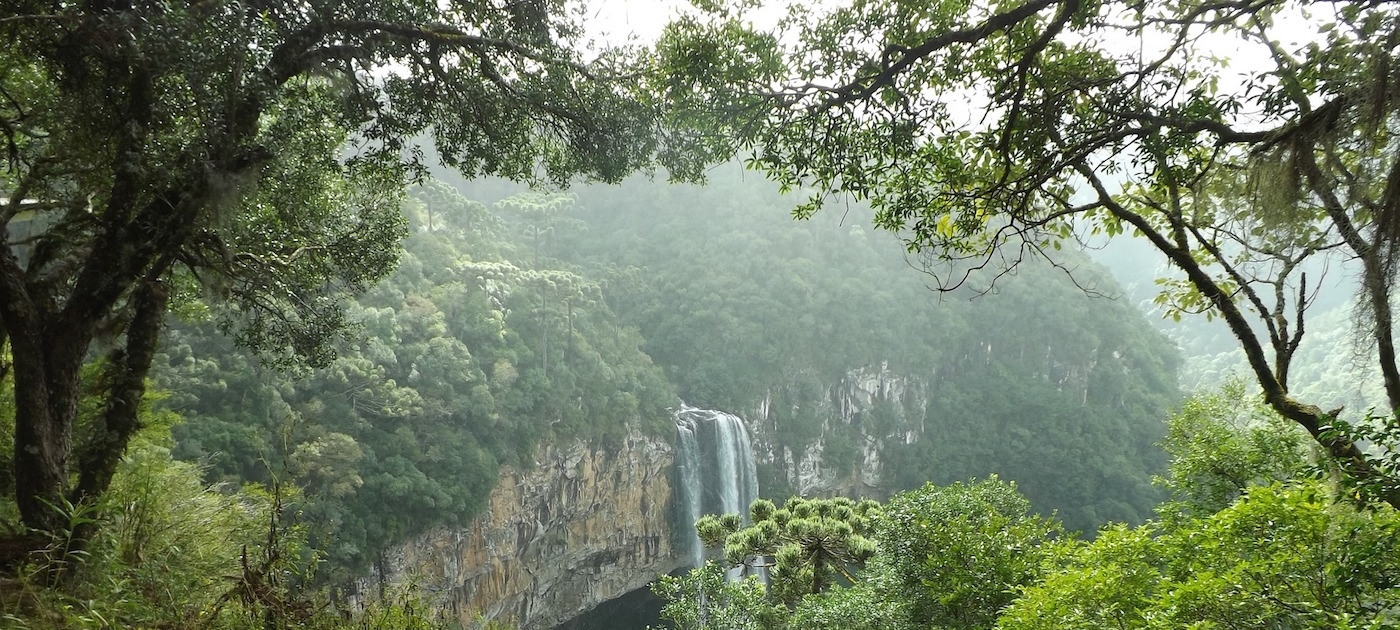 Statement in response to the murder of environmental campaigner Nazildo dos Santos Brito Photo by Unsplash