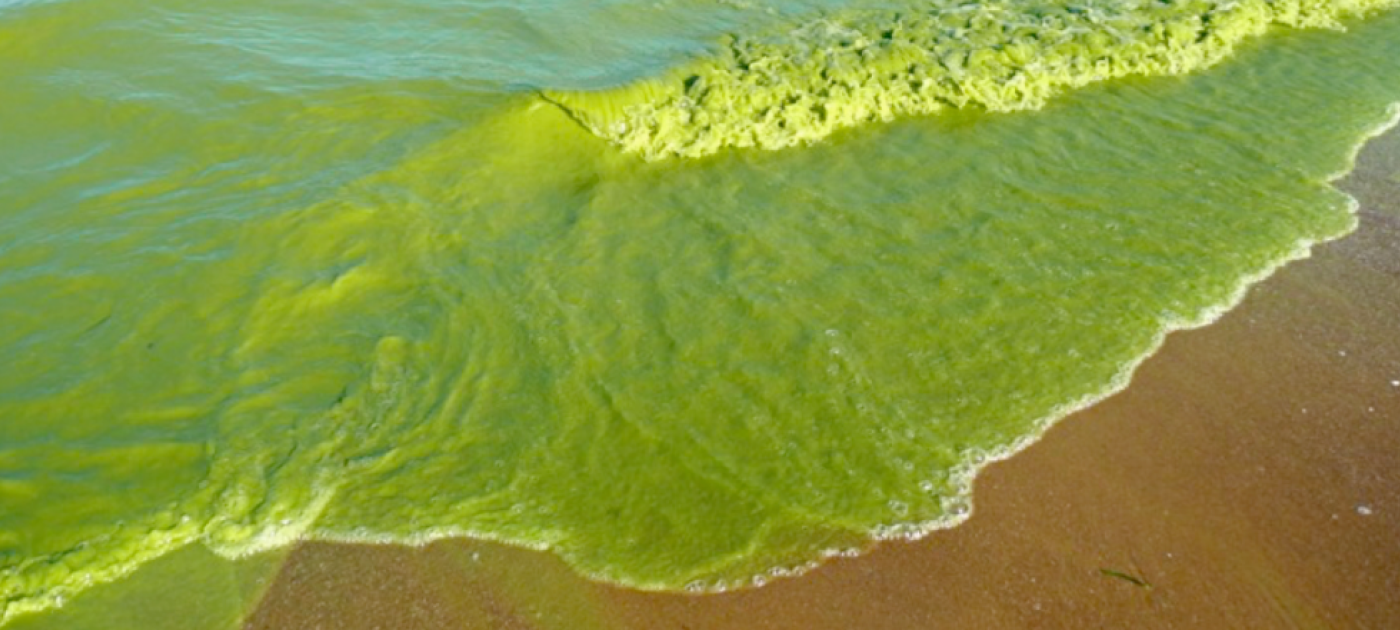 What do you know about algal blooms? UNEP