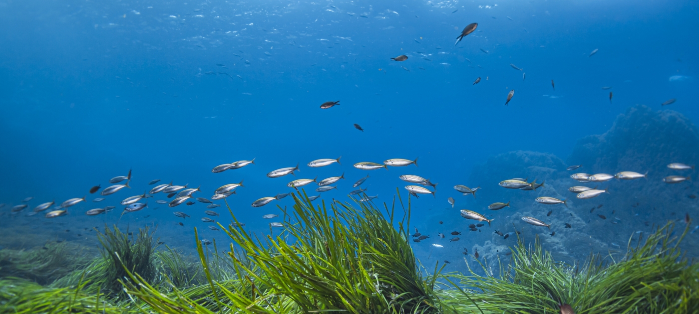 Five ways often-unheralded seagrasses boost biodiversity Vincent Pommeyrol/ iStock -Getty Images