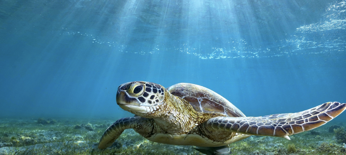 Small island states fight back against nature loss, climate change Getty Images/Sergey Melesan