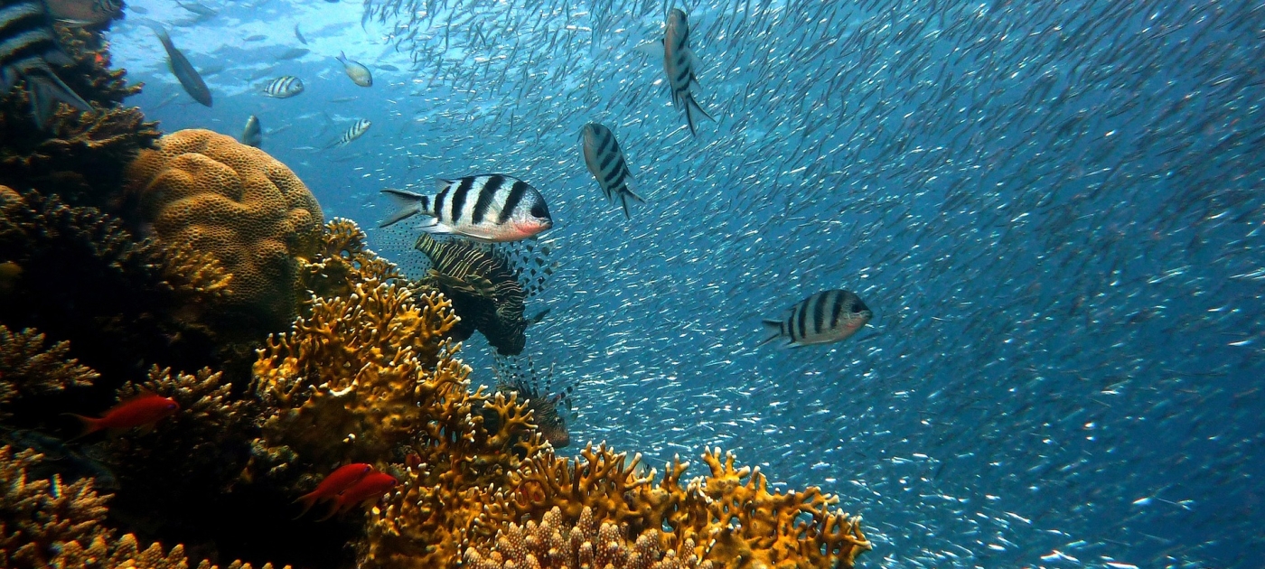 Major new commitments from the United Kingdom and Minderoo Foundation for coral reefs Pixabay