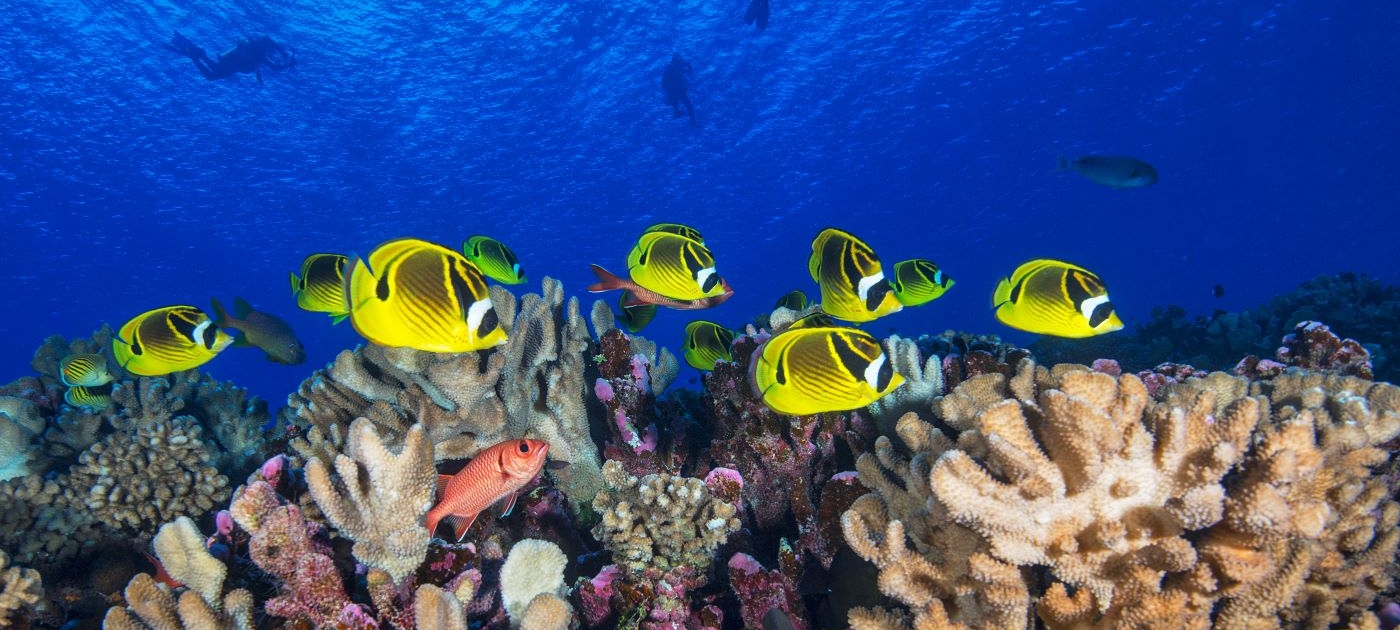 Reef Day OceanImageBank