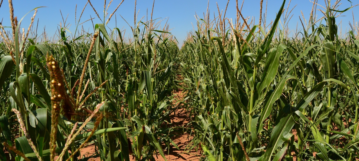 WFP and UNEP bolster global food and water security Pixabay