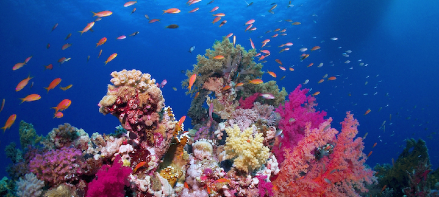 On World Oceans Day, learn to take underwater photos more sustainably The Ocean Agency/Cinzia Osele Bismarck