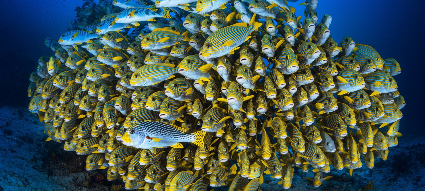 La biodiversidad marina recibe un salvavidas con el tratado de alta mar Biosphoto via AFP / Gabriel Barathieu