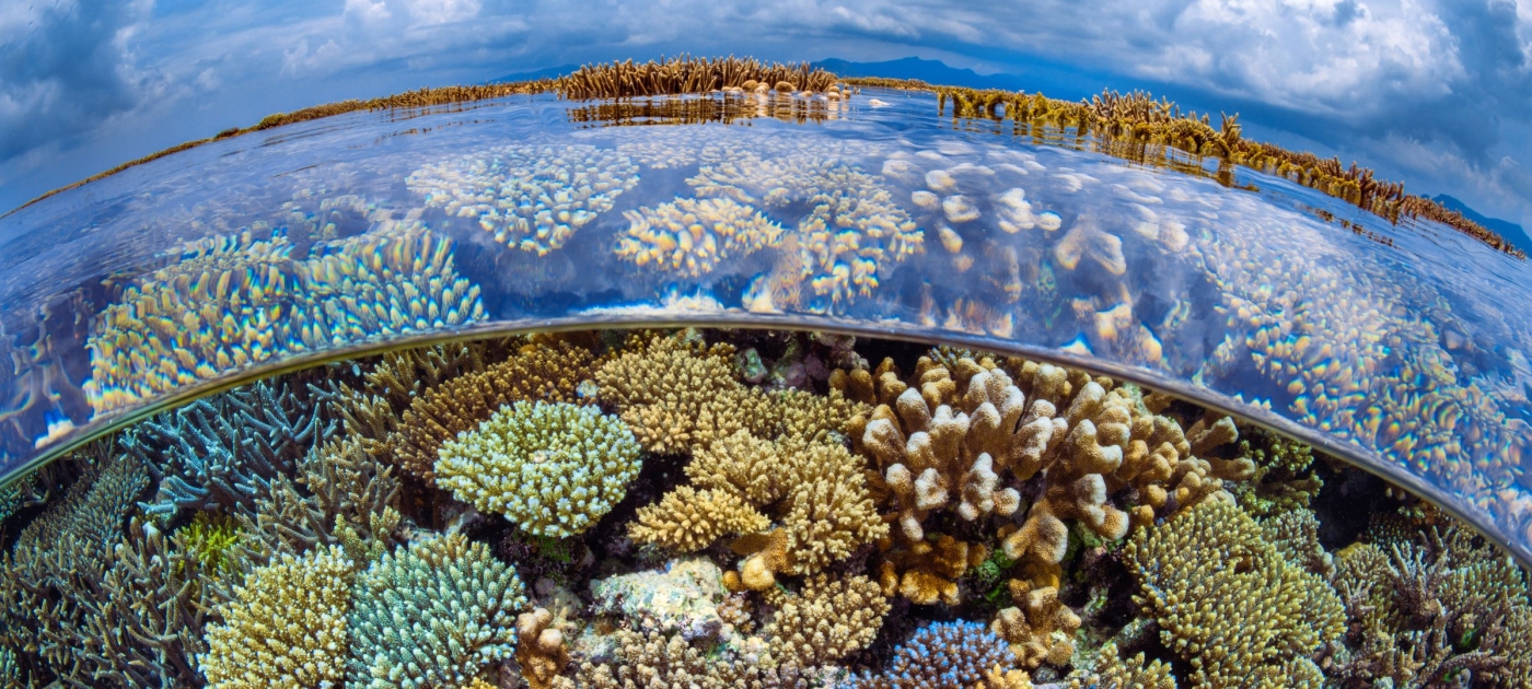 O oceano está mais quente do que nunca; veja por quê Biosphoto via AFP/Gabriel Barathieu