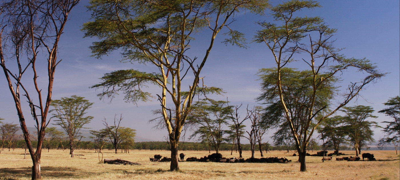 Africa Climate Week 2023: Charting a fresh course for climate action Pixabay