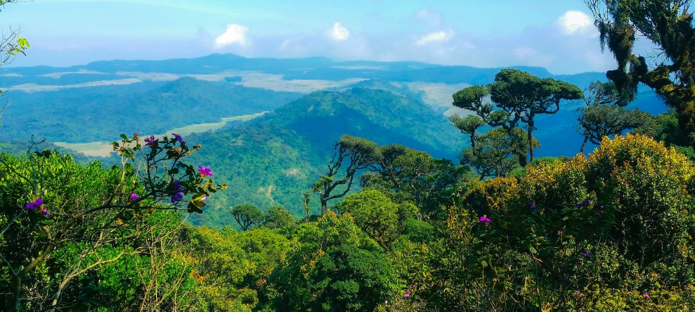 Asia Pacific environment ministers commit to action to tackle shared planetary challenges Unsplash